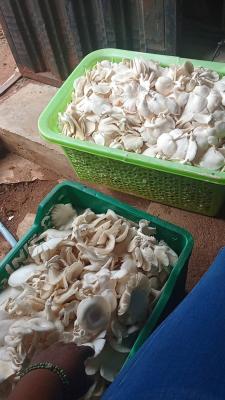 Mushroom planet integrated farm limited