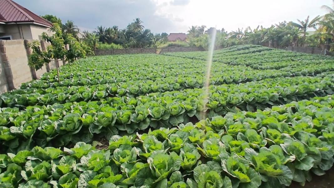 Blue pea (Asian pigeonwings)
