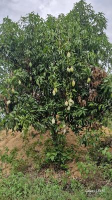Damodaram Mango farm