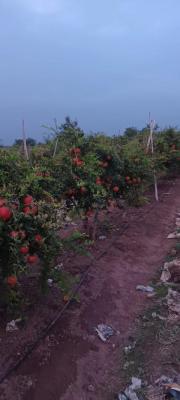 Bhosale & son's farming