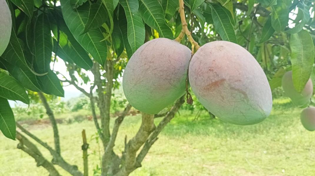 Totapuri Mangoes