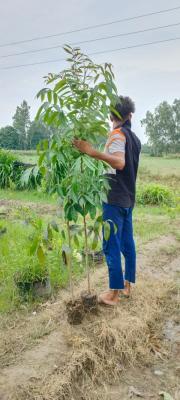 IRONMONGERS GLOBAL PRIVATE LIMITED