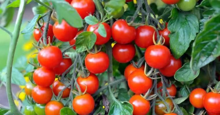 Grace strawberry farmer
