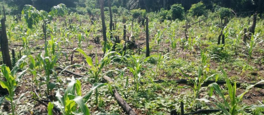 LINK-UP BY OMOBENDEL farms