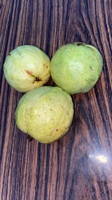 Savitaâ€™s Farm