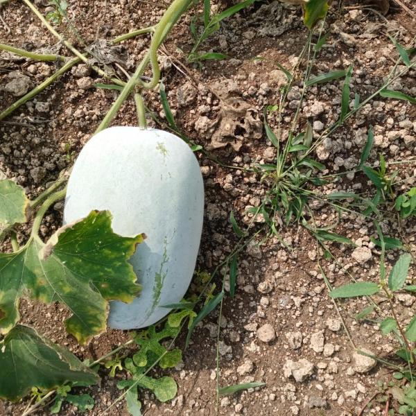 Ash Gourd