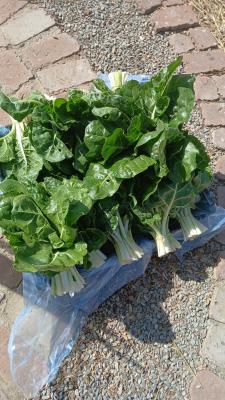 Golden Grow Harvest Farm