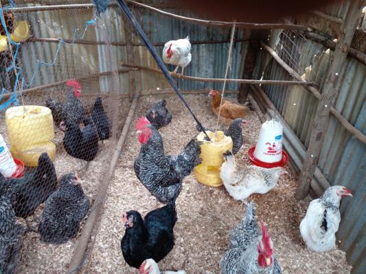 Centovet Agri-Enterpise Development