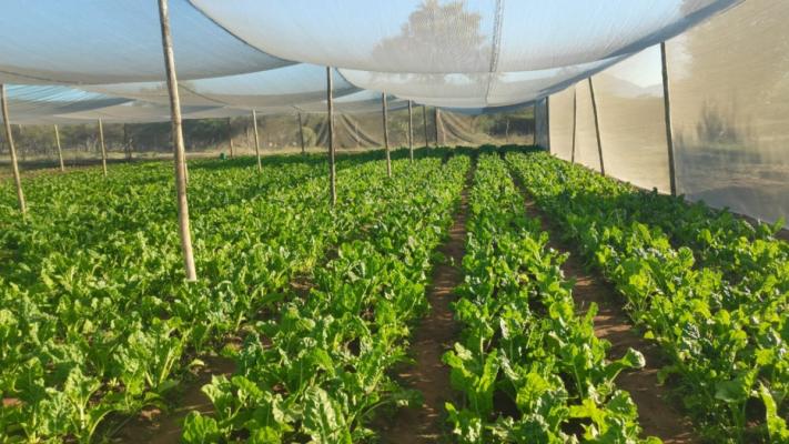 Rhenosterspruit Farm PTY LTD