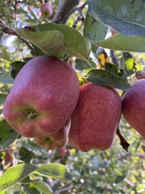 FIRST KASHMIRI APPLE