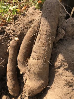 Buowandra Continental LTD