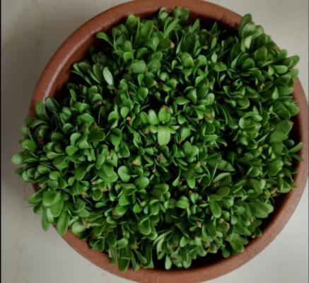 Marikolundhu Microgreens