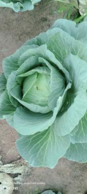 Billyrabs farming project