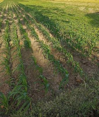 Green valley farmers