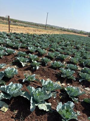 Nutritious Picks Farm