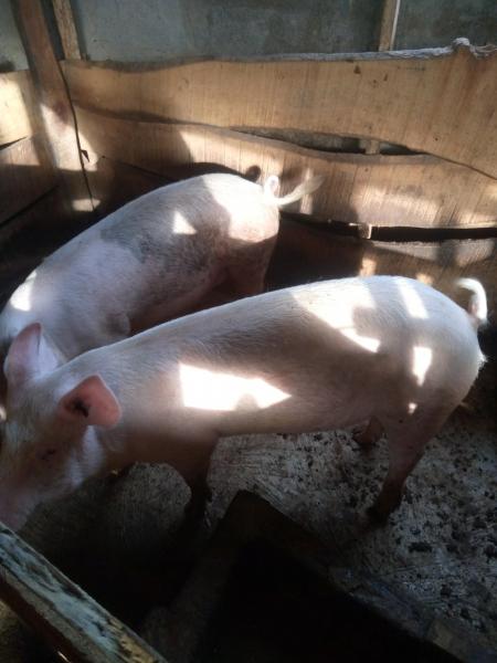 Large White Pigs