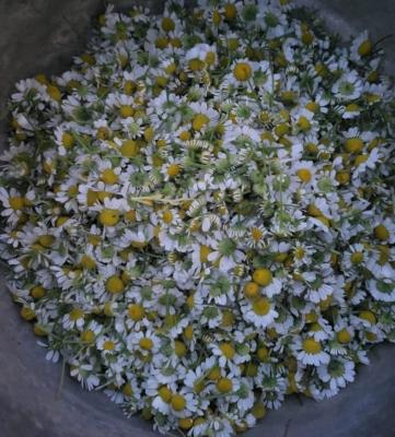 Bilrod Chamomile