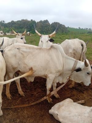 Lawson Global Resources