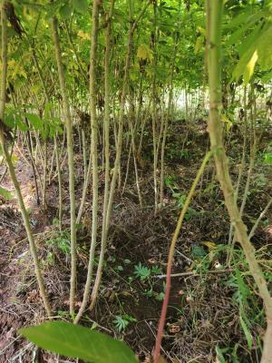 Shekinah Farms company Ltd