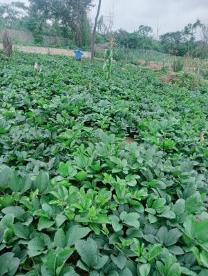 Emmy vegetables farm