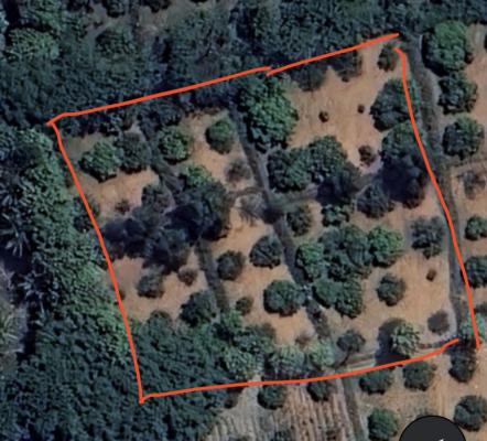 Mithun’s Mango Farm