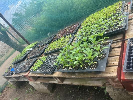 Tlou innovations projects (pty)Ltd