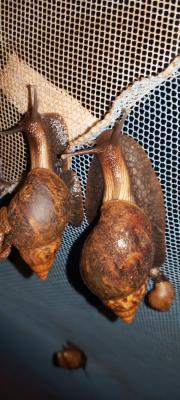 Mulumba snail farm