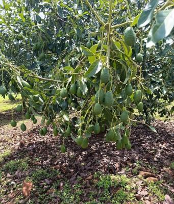 ECHONESS INTERNATIONAL SOLUTIONS