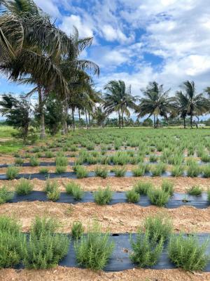 Swastik Eucalyptus Oil Co