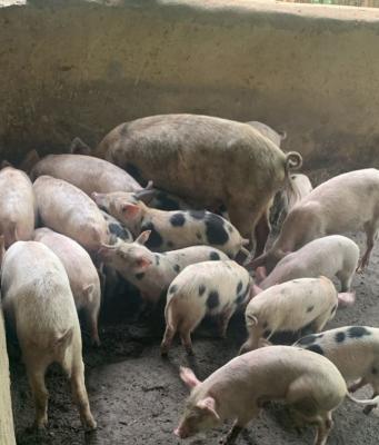 Ovirock Enterprses & Co