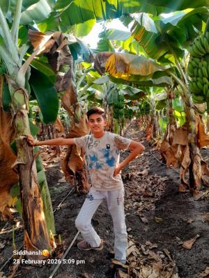 Rawal Banana Farms Maharashtra