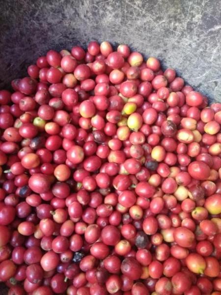 First Class Coffee Beans