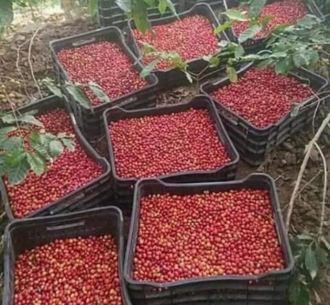 Second Class Coffee Beans