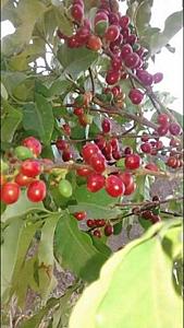 Third Class Coffee Beans