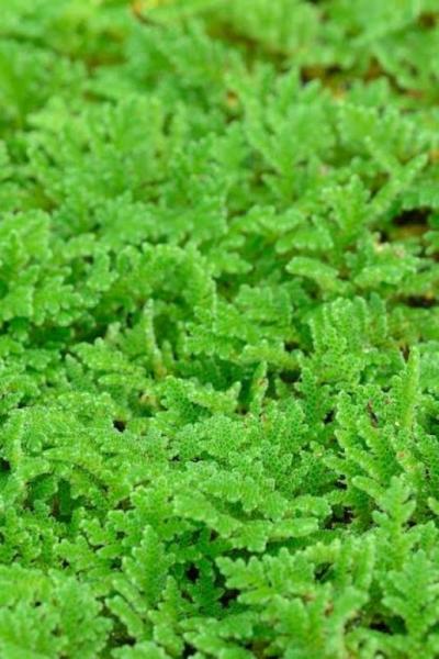Azolla seeds fresh all year round.