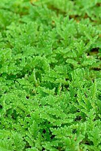 Azolla seeds fresh all year round.