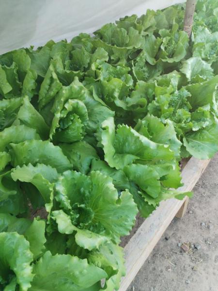Butter lettuce