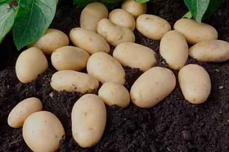 AVAILABLE NOW WHILE STOCK LAST