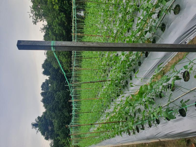 Yard long beans premium Grade,commercial type A