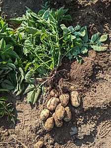 50lb Bags of Washed Kennebec Potatoes