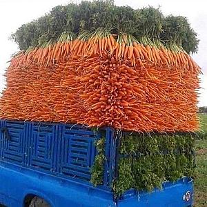 Carrots for sale