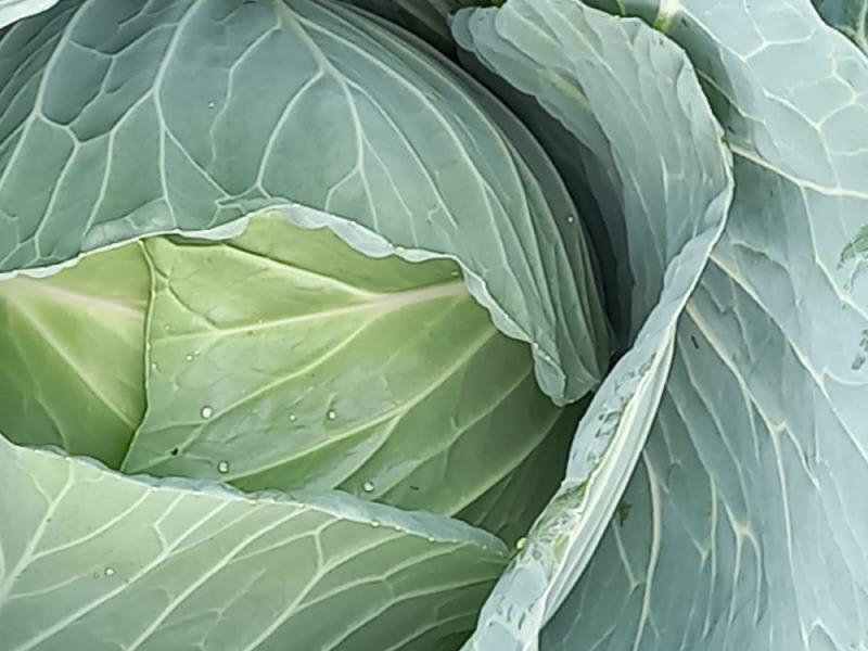 Cabbages