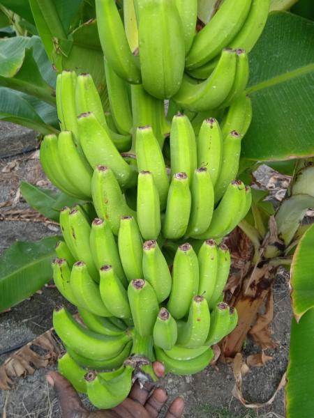 At low price i will sell