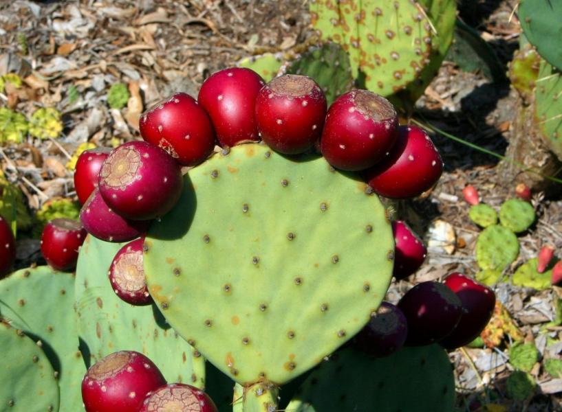 Prickly pear Fruit, Anar phali or sabra Fruit