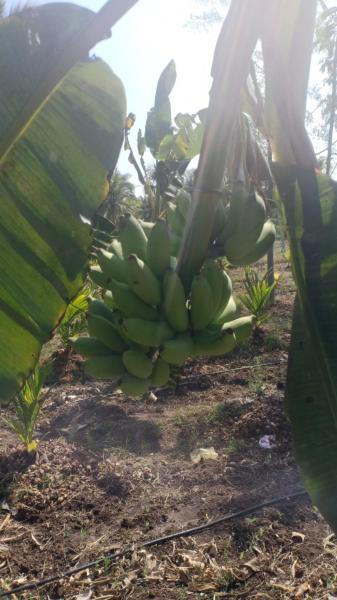 Fresh banana fruits