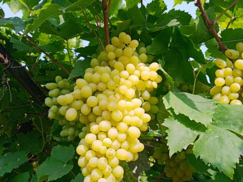 Green grapes( seasonal) , Horsegram, Raisins