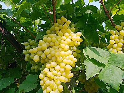 Green grapes( seasonal) , Horsegram, Raisins