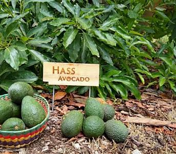 Hass avocado ðŸ¥‘