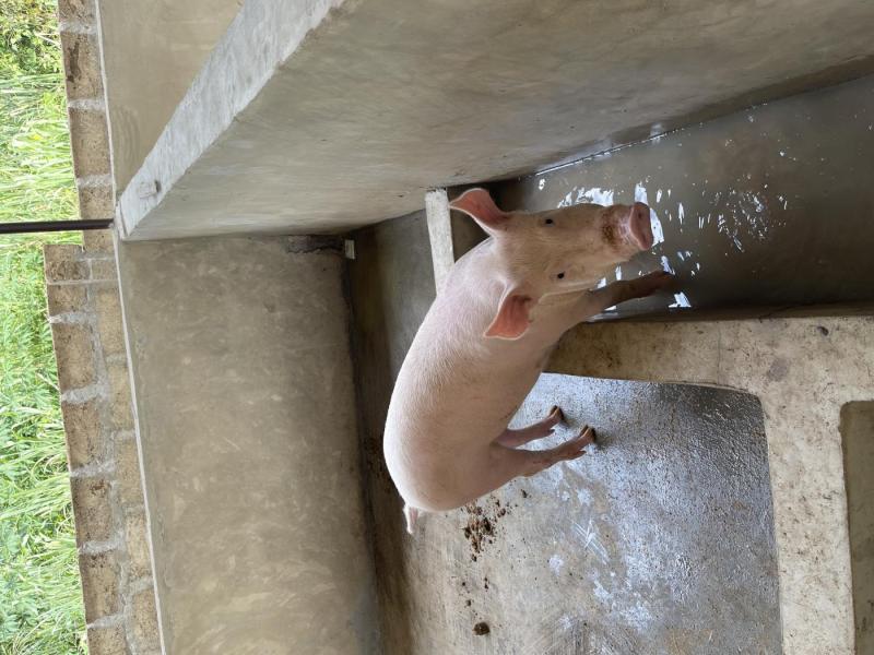 pigs for sale (live weight)