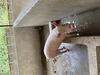 pigs for sale (live weight)